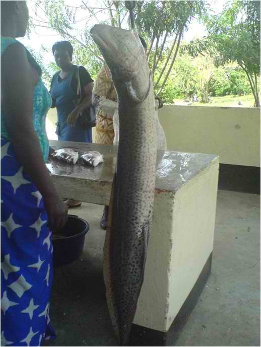 Lung-fish-in-Kenya.jpg