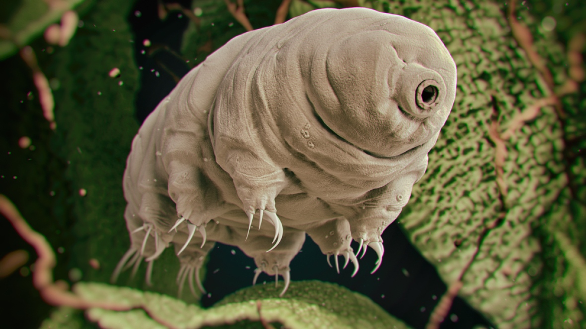 tardigrade.jpg